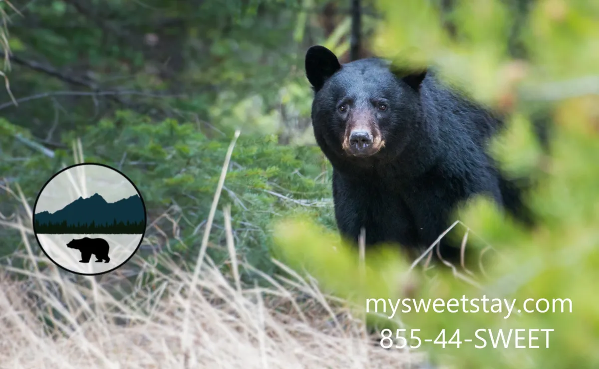 An exterior forest scene featuring a black bear amid lush greenery and forest underbrush, evoking the sense of adventure and serenity found in nature near the property.